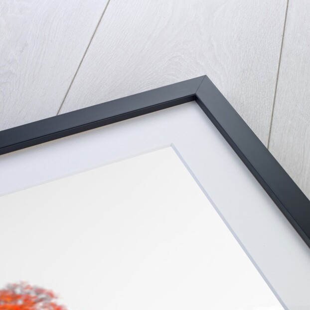 Tree on a hill by Assaf Frank